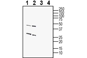 anti-G Protein-Coupled Receptor 12 (GPR12) (AA 3-15), (Extracellular) antibody