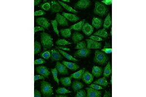 Immunofluorescence (IF) image for anti-NADH Dehydrogenase (Ubiquinone) 1 beta Subcomplex, 3, 12kDa (NDUFB3) (AA 1-98) antibody (ABIN7268810)