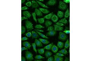 Immunofluorescence analysis of L929 cells using NDUFB3 Polyclonal Antibody (ABIN7268810) at dilution of 1:100 (40x lens). (NDUFB3 抗体  (AA 1-98))