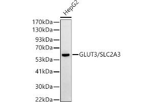 Western blot analysis of extracts of HepG2 cells, using GLUT3/SLC2 antibody (ABIN6134111, ABIN6147961, ABIN6147962 and ABIN6224173) at 1:500 dilution. (SLC2A3 抗体  (AA 150-250))