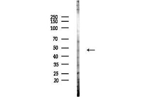 Western blot analysis of lysates from Hela cells(heat-shock,45 min treatment), using Phospho-SGK2 (Thr253) Antibody at 1/1000 dilution.