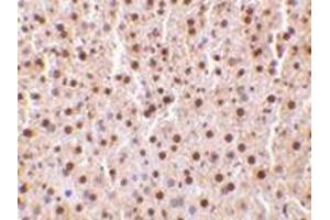 Immunohistochemistry of TRAF2 in mouse liver tissue with this product at 10 μg/ml. (TRAF2 抗体  (C-Term))