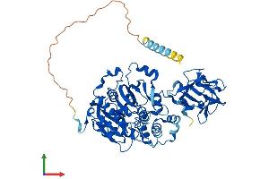 Protein Structure (PS) image for UDP-N-Acetyl-alpha-D-Galactosamine:polypeptide N-Acetylgalactosaminyltransferase 2 (GalNAc-T2) (GALNT2) (AA 1-571) protein (His tag) (ABIN7553971)