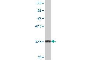 Western Blotting (WB) image for anti-Sterol Regulatory Element Binding Transcription Factor 2 (SREBF2) (AA 801-900) antibody (ABIN562995)
