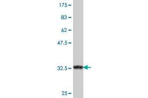 Western Blot detection against Immunogen (37 KDa) . (SREBF2 抗体  (AA 801-900))