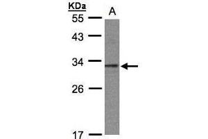 WB Image Sample(30 ug whole cell lysate) A:293T 12% SDS PAGE antibody diluted at 1:1000 (GID8/C20orf11 抗体  (Center))
