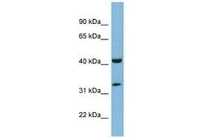 Image no. 1 for anti-MOK Protein Kinase (MOK) (AA 35-84) antibody (ABIN6741930) (MOK 抗体  (AA 35-84))