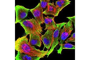 Immunofluorescence analysis of Hela cells using TH mouse mAb (green). (TH 抗体  (AA 44-208))