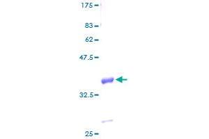 GNGT2 Protein (AA 1-69) (GST tag)