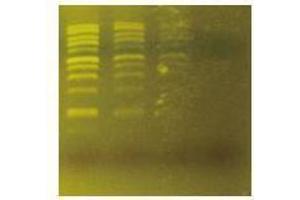 Fig. (FluoroDye™ DNA Fluorescent Loading Dye (Green, 6X))