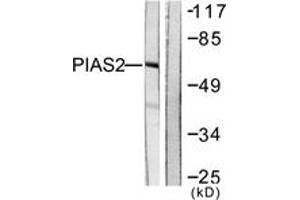 Western blot analysis of extracts from COS7 cells, using PIAS2 Antibody. (PIAS2 抗体  (AA 10-59))