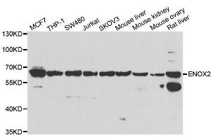 Western blot analysis of extracts of various cell lines, using ENOX2 antibody. (ENOX2 抗体  (AA 411-610))