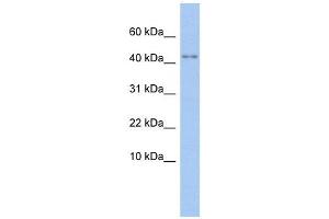 P2RX5 antibody used at 1 ug/ml to detect target protein. (P2RX5 抗体  (N-Term))