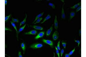 Immunofluorescent analysis of Hela cells using ABIN7165827 at dilution of 1:100 and Alexa Fluor 488-congugated AffiniPure Goat Anti-Rabbit IgG(H+L) (MPV17 抗体  (AA 1-176))