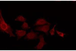 ABIN6275038 staining NIH-3T3 by IF/ICC. (CNTN2 抗体  (N-Term))