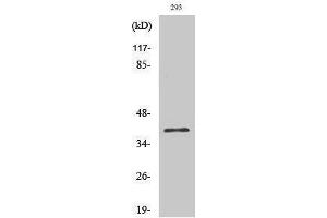 Western Blotting (WB) image for anti-COP9 Constitutive Photomorphogenic Homolog Subunit 5 (Arabidopsis) (COPS5) (Internal Region) antibody (ABIN3185252) (COPS5 抗体  (Internal Region))