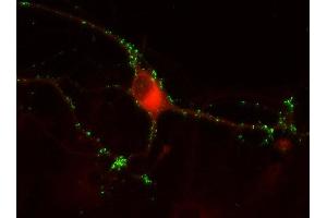 Indirect immunostaining of PFA fixed rat hippocampus neurons with anti-secernin 1 (dilution 1 : 500; red) and mouse anti-synapsin 1 (cat. (Secernin 1 抗体)