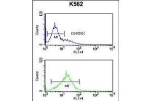 PKM2 Antibody (C-term ) (ABIN6242815 and ABIN6578981) flow cytometric analysis of K562 cells (bottom histogram) compared to a negative control cell (top histogram). (PKM2 抗体  (C-Term))