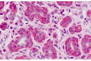 Immunohistochemistry (IHC) image for anti-Extended Synaptotagmin 2 (ESYT2) (AA 564-921) antibody (ABIN1804320)