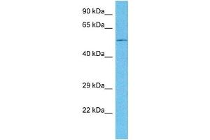 Western Blotting (WB) image for anti-GA Binding Protein Transcription Factor, alpha Subunit 60kDa (GABPA) (C-Term) antibody (ABIN2792606)