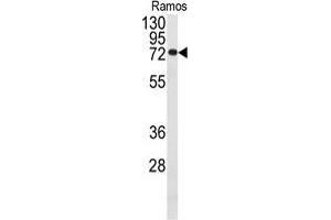 Western blot analysis of anti-CDC25B Antibody in Ramos cell line lysates (35 µg/lane).