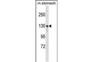 Western blot analysis in mouse stomach tissue lysates (35ug/lane). (SRGAP1 抗体  (AA 469-497))