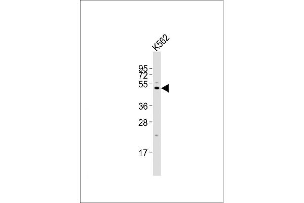 LAG3 anticorps  (AA 103-132)