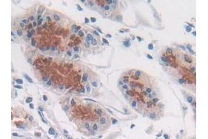 Immunohistochemistry (IHC) image for anti-ATPase, H+ Transporting, Lysosomal Accessory Protein 2 (ATP6AP2) (AA 17-302) antibody (ABIN7439744)