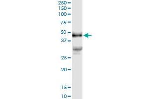 Immunoprecipitation of PDGFD transfected lysate using anti-PDGFD MaxPab rabbit polyclonal antibody and Protein A Magnetic Bead , and immunoblotted with PDGFD purified MaxPab mouse polyclonal antibody (B01P) . (PDGFD 抗体  (AA 1-364))