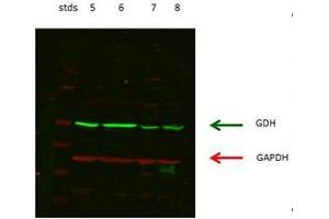 lanes 5: rat kidney cordex   lanes 6: rat kidney proximal tubules prepped from cortex   lanes 7: LLCPK-F+ pig kidney proximal tubule tissue culture lysate   lanes 8: rat brain supernatant (GLUD1 抗体  (N-Term))