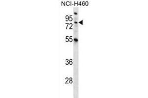 Western Blotting (WB) image for anti-Macrophage Stimulating 1 (Hepatocyte Growth Factor-Like) (MST1) antibody (ABIN2996682) (MST1 抗体)