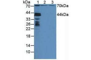 Western blot analysis of (1) Mouse Liver Tissue, (2) Human HeLa cells and (3) Human HepG2 Cells. (NUP88 抗体  (AA 57-296))