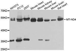 Western blot analysis of extracts of various cells, using MT-ND4 antibody. (Mitochondrially Encoded NADH Dehydrogenase 4 (MT-ND4) 抗体)