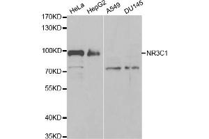 Western blot analysis of extracts of various cell lines, using NR3C1 antibody (ABIN5971191) at 1/1000 dilution. (Glucocorticoid Receptor 抗体)