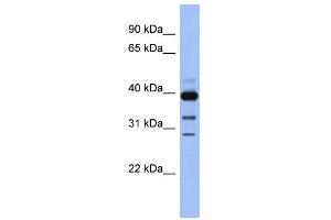 WB Suggested Anti-GNAO1 Antibody Titration: 0. (GNAO1 抗体  (N-Term))