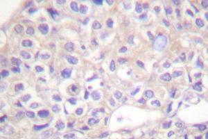 Image no. 2 for anti-Jun Proto-Oncogene (JUN) antibody (ABIN272013) (C-JUN 抗体)