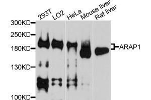 Western blot analysis of extracts of various cell lines, using ARAP1 antibody. (ARAP1 抗体)