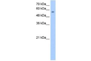 NUDT12 antibody used at 2. (NUDT12 抗体)