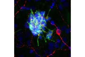 Rat brain neural cultures stained with ABIN1580415 (green), ’s chicken polyclonal antibody to MAP2 CPCA-MAP2 (red) and DNA (blue). (Doublecortin 抗体)