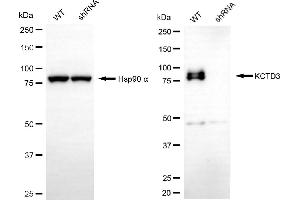 anti-Potassium Channel Tetramerisation Domain Containing 3 (KCTD3) antibody