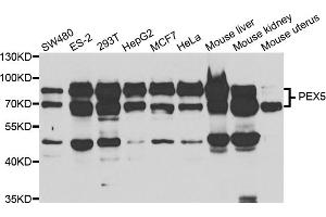 Western blot analysis of extracts of various cell lines, using PEX5 antibody. (PEX5 抗体)