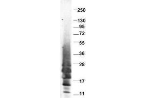 Western blot using  protein-A purified anti-swine IL-13 antibody shows detection of recombinant swine IL-13 at 13. (IL-13 抗体)