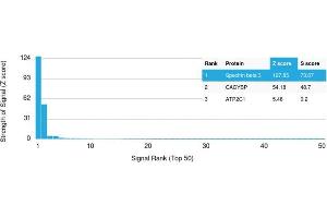 Analysis of Protein Array containing more than 19,000 full-length human proteins using Spectrin beta III Mouse Monoclonal Antibody (SPTBN2/1583). (Spectrin, Beta, Non-erythrocytic 2 (SPTBN2) (AA 356-475) 抗体)