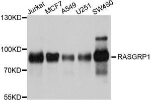 Western blot analysis of extracts of various cell lines, using RASGRP1 antibody (ABIN5998666) at 1/1000 dilution. (RASGRP1 抗体)