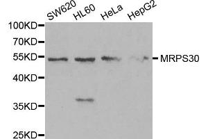 Western blot analysis of extracts of various cell lines, using MRPS30 antibody. (MRPS30 抗体)