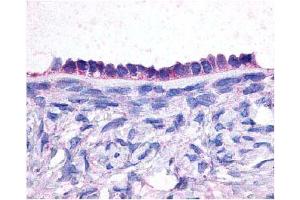 Immunohistochemical staining of EP2 on human ovary sections (epithelium) using antibody (PTGER2 抗体  (Extracellular Domain))