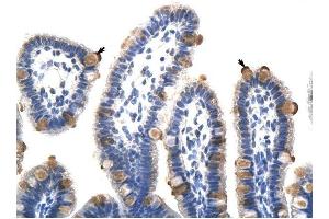 GTF3C5 antibody was used for immunohistochemistry at a concentration of 4-8 ug/ml to stain Epithelial cells of intestinal villus (arrows) in Human Intestine. (GTF3C5 抗体  (C-Term))