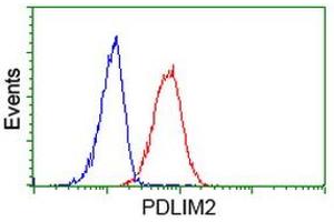 Image no. 2 for anti-PDZ and LIM Domain 2 (PDLIM2) antibody (ABIN1500124) (PDLIM2 抗体)