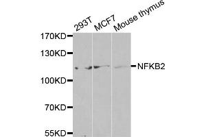 Western blot analysis of extracts of various cell lines, using NFKB2 antibody (ABIN5971590) at 1/500 dilution. (NFKB2 抗体)