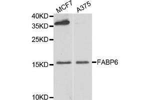 Western blot analysis of extracts of various cell lines, using FABP6 antibody (ABIN5974154) at 1/1000 dilution. (FABP6 抗体)
